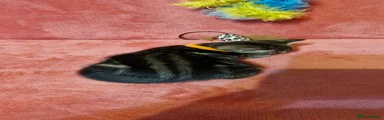 Bengal Kitten 3