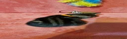 Bengal cats for sale: Bengal mix kittens for sale - Advert 28