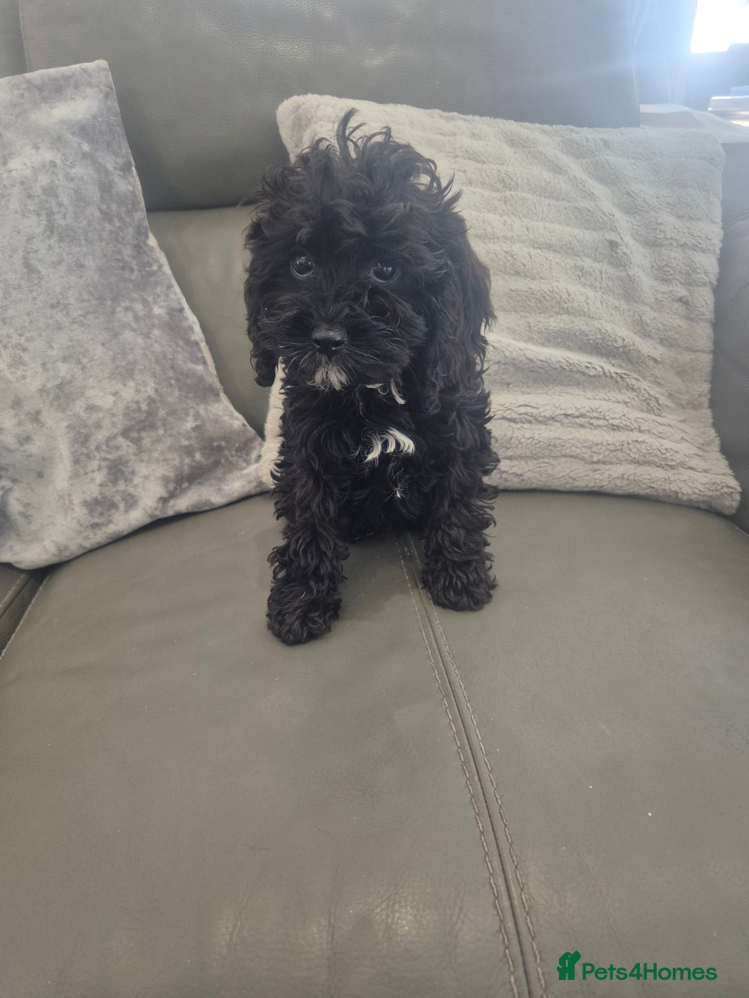Cavapoo dogs for sale: Stunning Cavapoo Babies - ready this weekend - Image 25