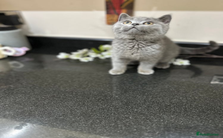 British Shorthair cats - Advert 2
