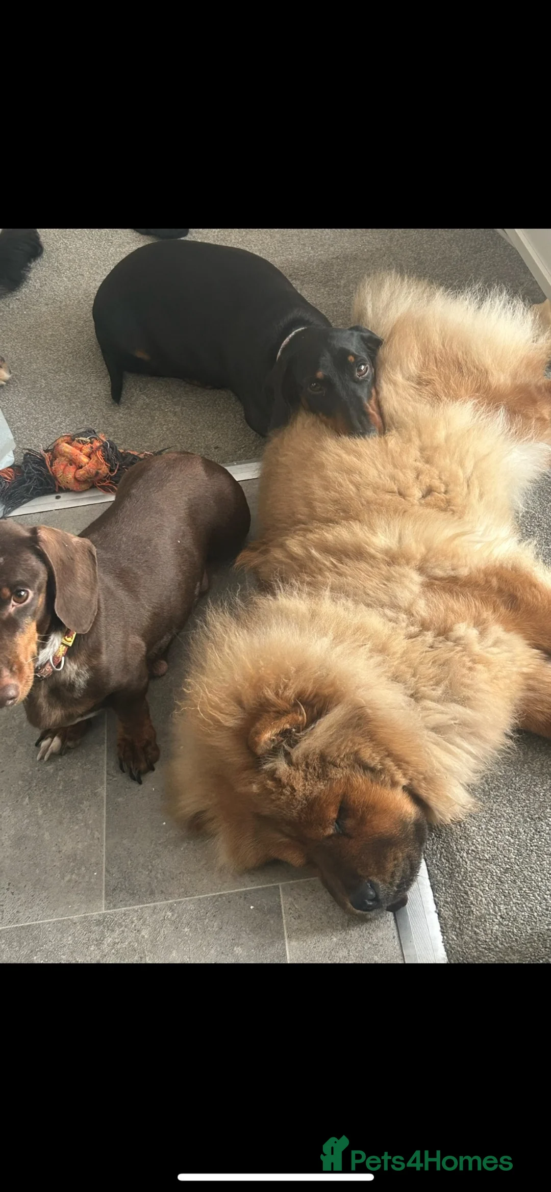 Chow Chow dogs for sale: PRADA 🩷 2-Year-Old Female Chow Chow - Advert 6