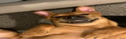 Mixed Breed dogs for sale: Lurcher x Rottweiler  - Advert 7