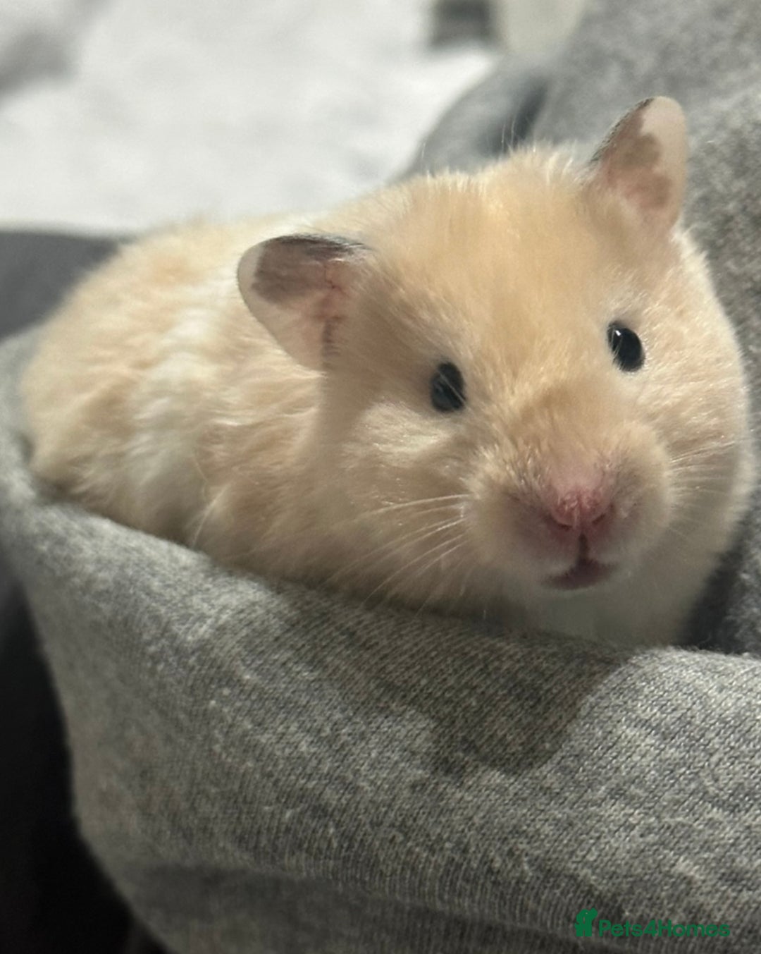 Hamster rodents for sale: Baby hamsters  - Image 13
