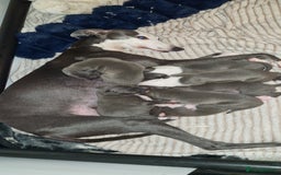 Mixed Breed dogs for sale: Whippet x Italian greyhounds for sale  - Image 1