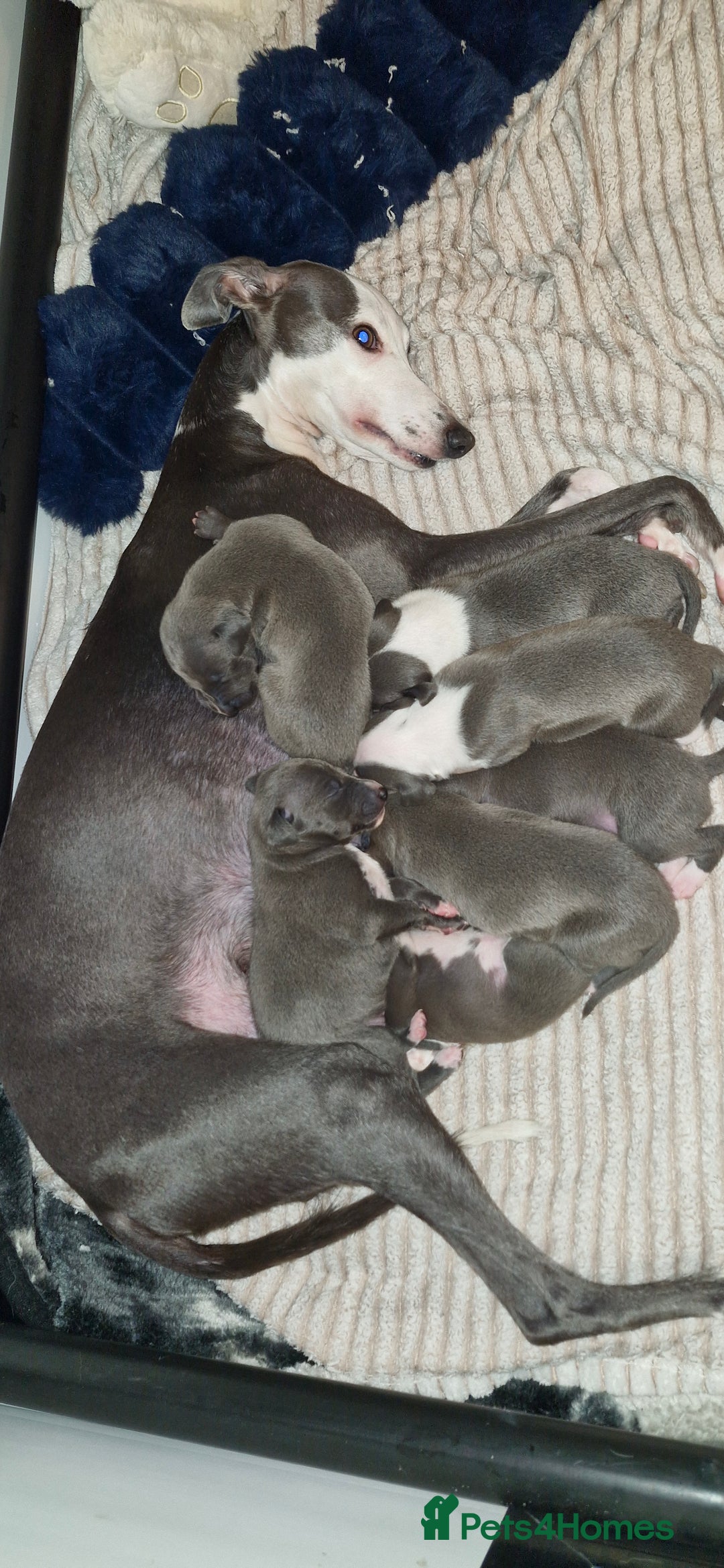 Mixed Breed dogs for sale: Whippet x Italian greyhounds for sale  - Image 1