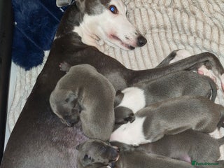 Mixed Breed dogs for sale - Advert 1