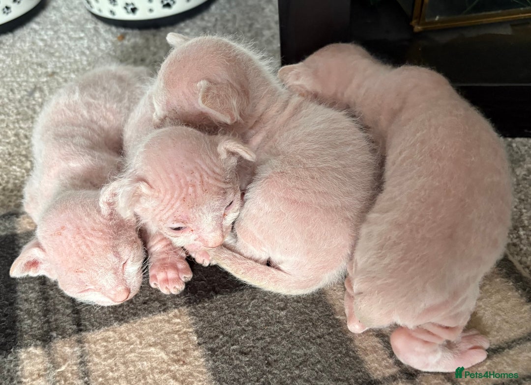 Sphynx cats for sale: Sphynx Kittens - Image 1