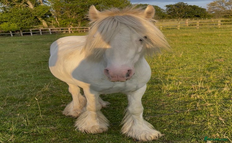 Other Breed horses - Advert 2