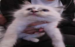Ragdoll cats for sale: Beautiful Bluey  -unique little fluffy lovelies  - Image 16