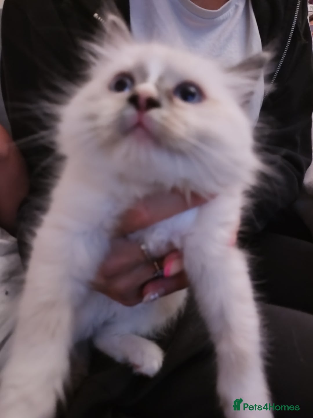 Ragdoll cats for sale: Beautiful Bluey  -unique little fluffy lovelies  - Image 16