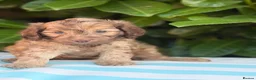 Cockapoo dogs for sale: Cockapoo males and females  - Advert 11