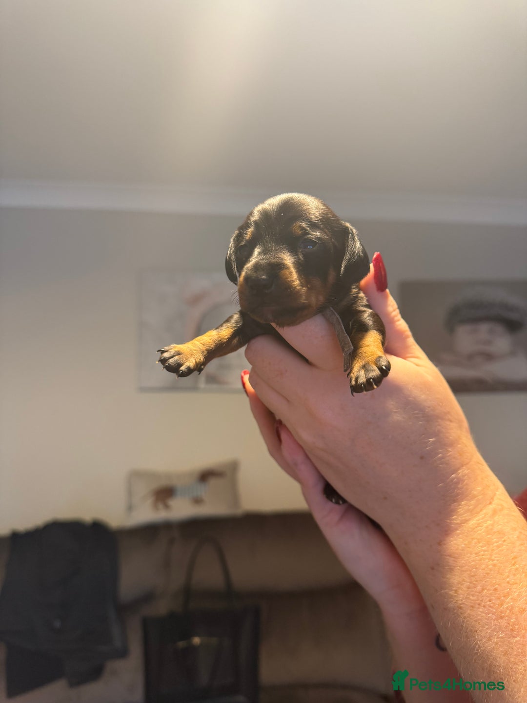 Mixed Breed dogs for sale: Doxie pin puppies - Advert 9