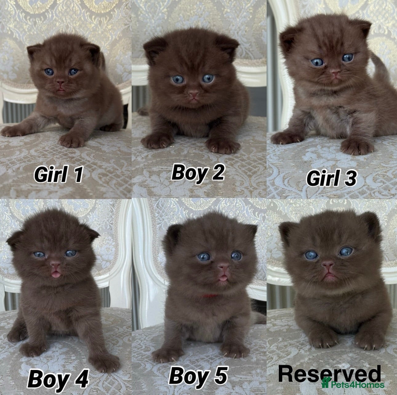 British Shorthair cats Exceptional FIFe Registered BSH Kittens - Advert 1