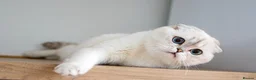 Scottish Fold cats for sale:  Ozzy is looking for his forever home! - Advert 2