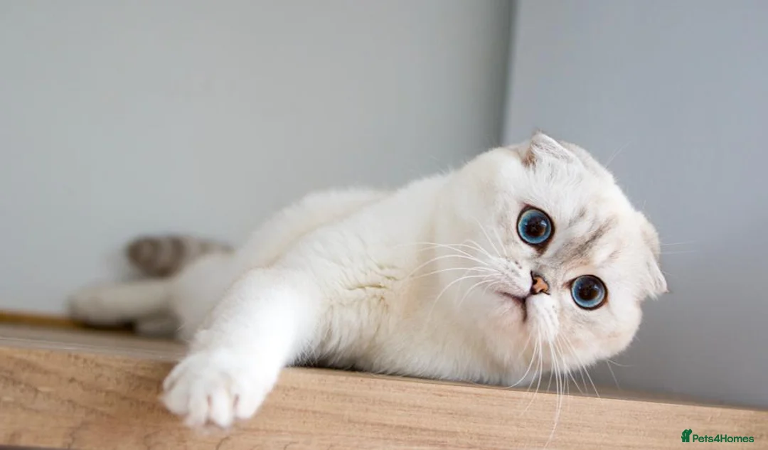 Scottish Fold cats for sale:  Ozzy is looking for his forever home! - Advert 2