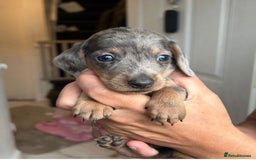 Dachshund dogs for sale: Dachshunds for sale - Image 4