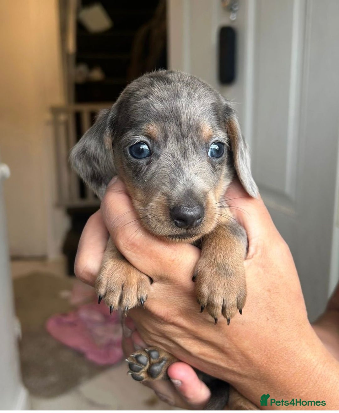 Dachshund dogs for sale: Dachshunds for sale - Image 4