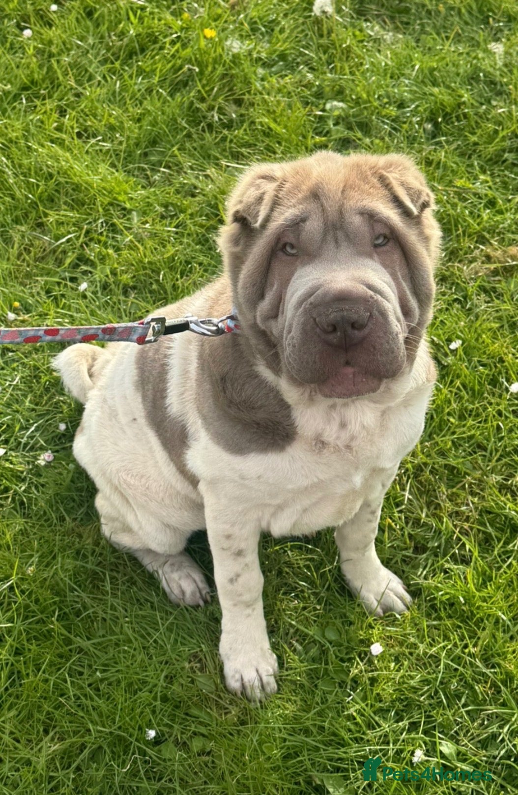 Shar Pei dogs Lilac flowered sharpie  - Advert 2
