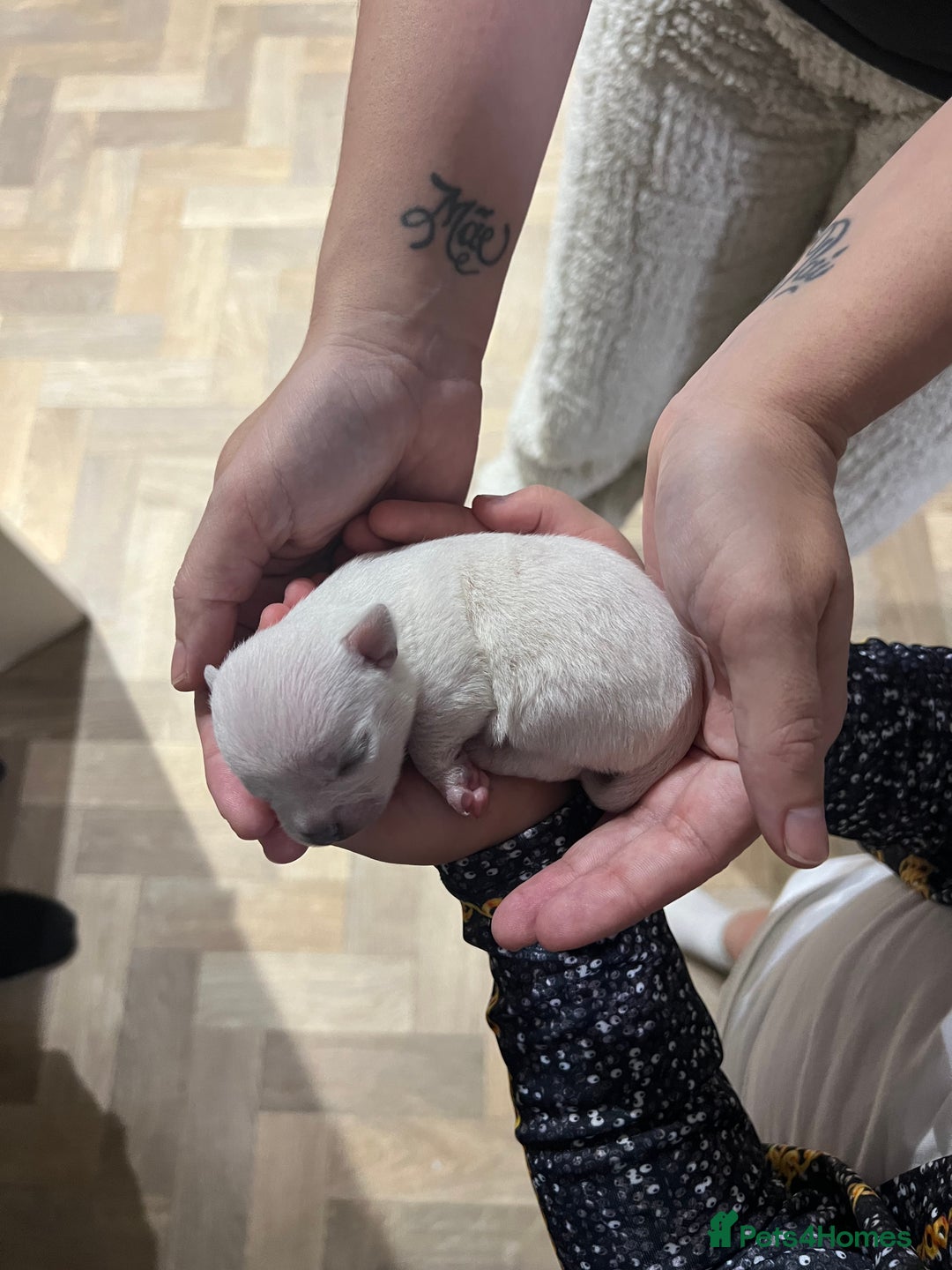 Chihuahua dogs for sale: Pure breed chihuahua puppies  - Advert 1