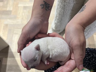 Chihuahua dogs Pure breed chihuahua puppies - Advert 4