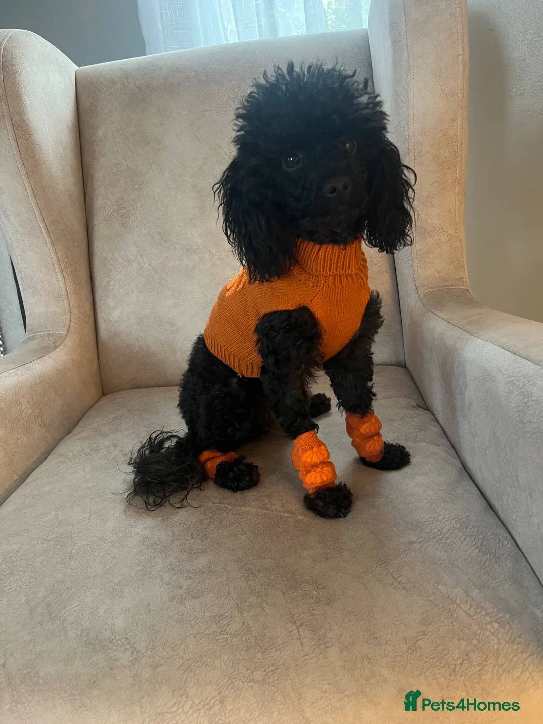 Toy Poodle dogs for sale: Toy poodle puppies  in Bradford - Advert 1