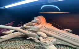 Bearded Dragon reptiles for sale: Red Bearded Dragon+Full working setup+Live food - Image 11