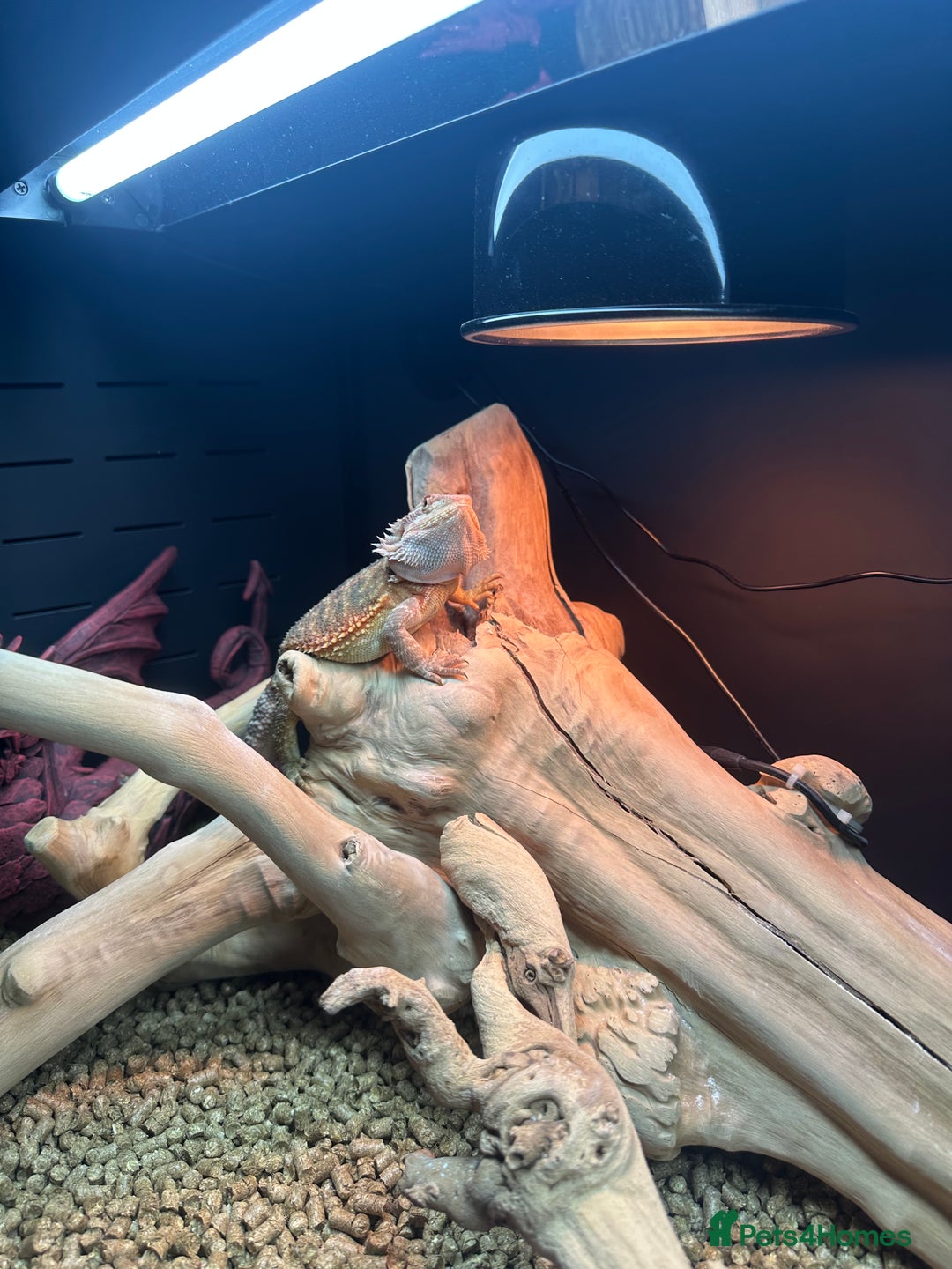 Bearded Dragon reptiles for sale: Red Bearded Dragon+Full working setup+Live food - Image 11