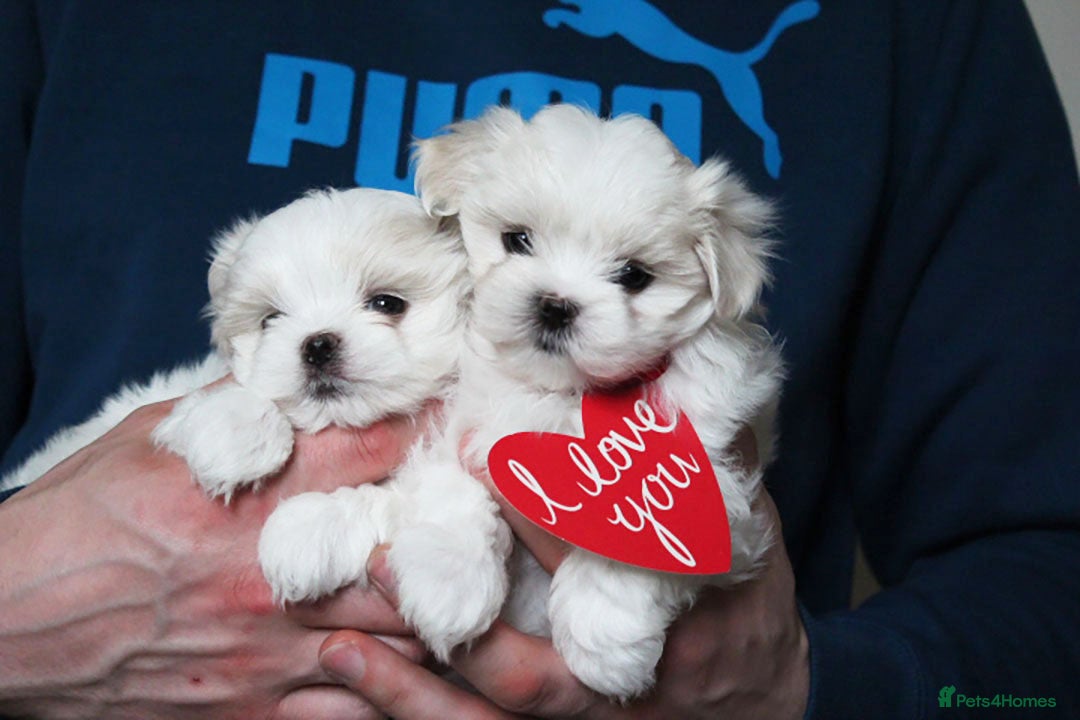 Maltese dogs Gorgeous Tiny Maltese Puppies - Advert 4
