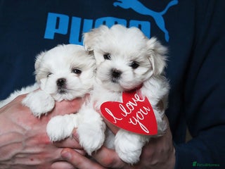 Maltese dogs Gorgeous Tiny Maltese Puppies - Advert 3