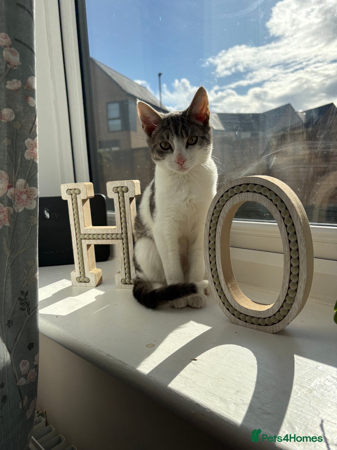 Mixed Breed cats for sale: Kittens for sale  - Advert 2