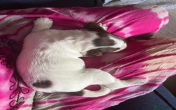 Sprocker dogs for sale: Beautiful Sprocker puppies  - Image 30
