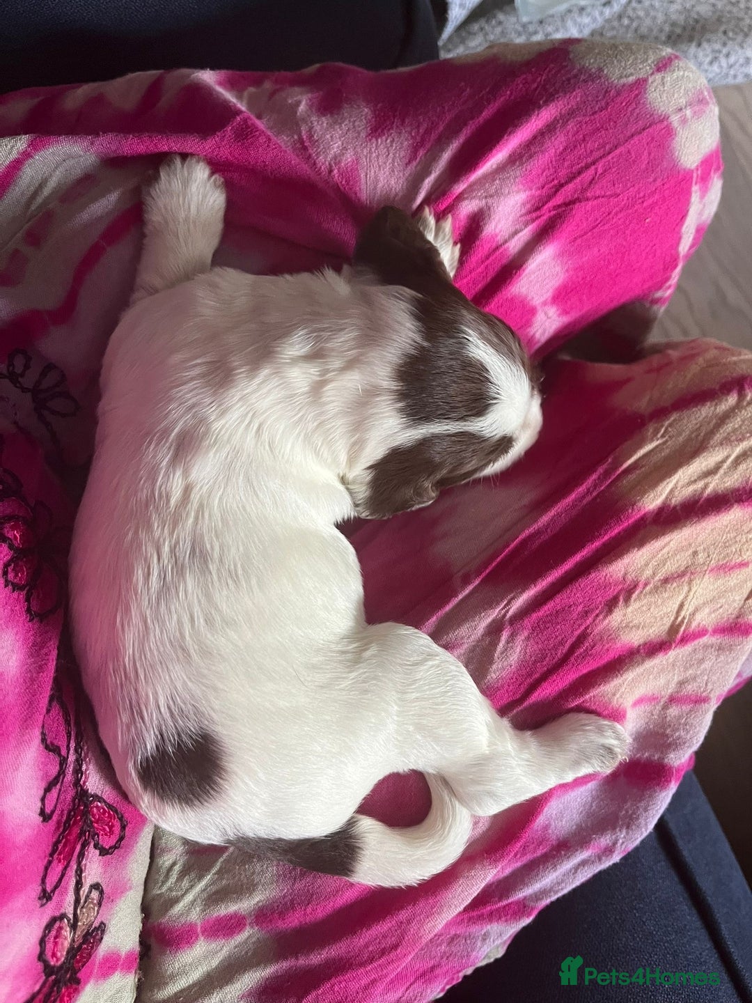 Sprocker dogs for sale: Beautiful Sprocker puppies  - Image 30