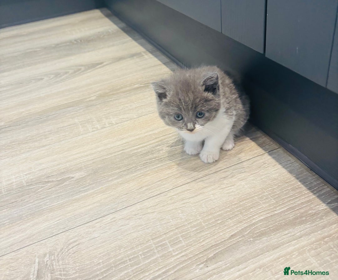 British Shorthair cats for sale: Beautiful British short hair kittens  - Image 5