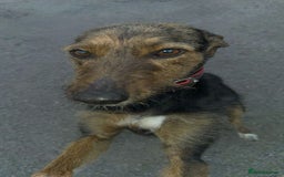 Mixed Breed dogs for sale: Beautiful puppies for sale!!!  - Image 28