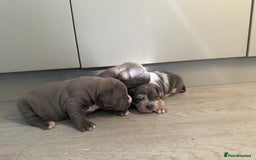 American Bully dogs for sale: Pocket bully puppies ready soon  - Image 19