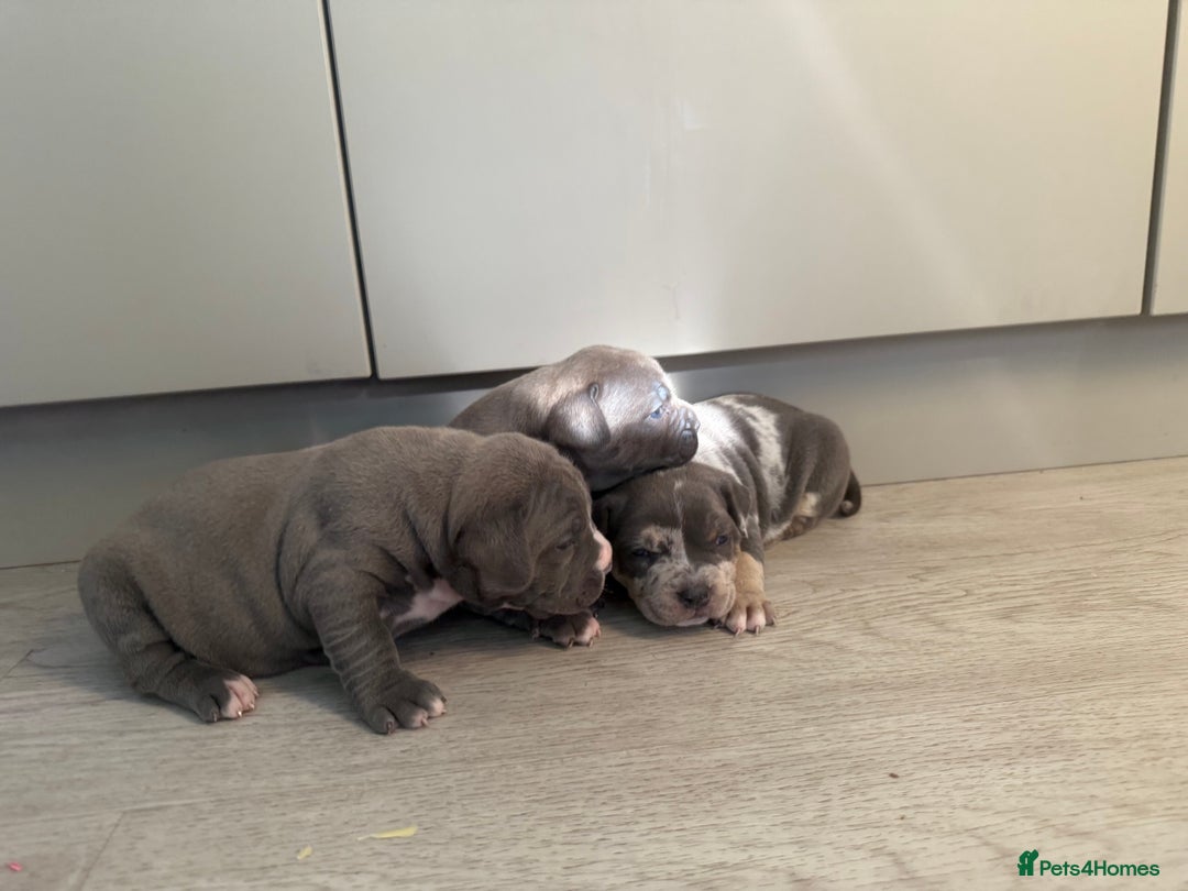 American Bully dogs for sale: Pocket bully puppies ready soon  - Image 19