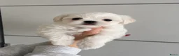 Maltese dogs for sale: Beautiful Maltese puppies home raised & socialised - Advert 5