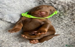 Dobermann dogs for sale: KC REGISTERED DOBERMAN PUPS - Image 8