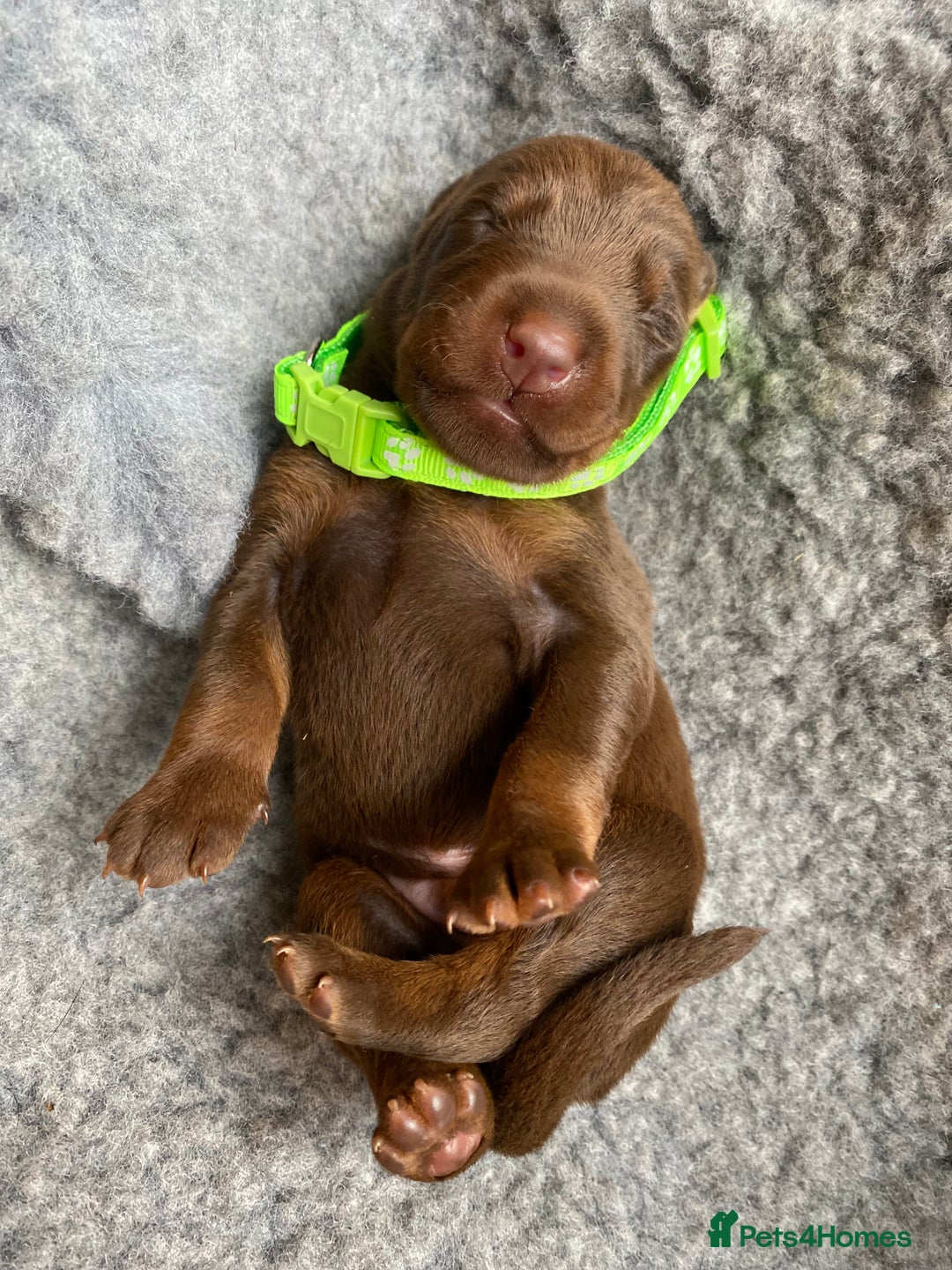 Dobermann dogs for sale: KC REGISTERED DOBERMAN PUPS - Image 8
