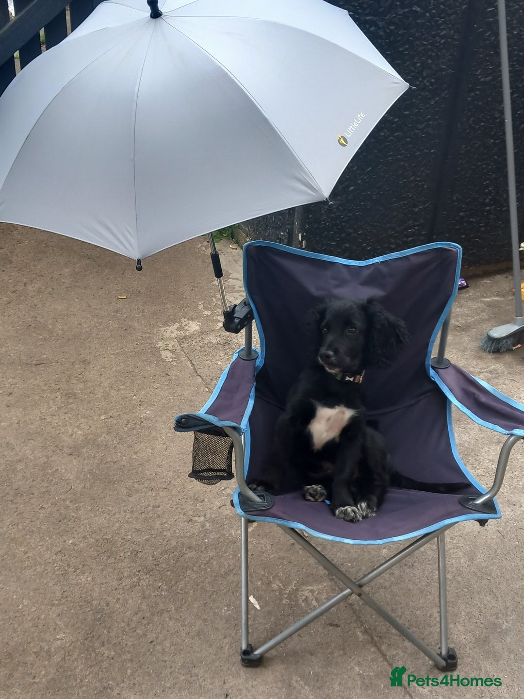 Cocker Spaniel dogs for sale: Rocco - Image 2