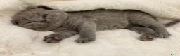 British Shorthair cats for sale: British shorthair kittens  - Advert 12