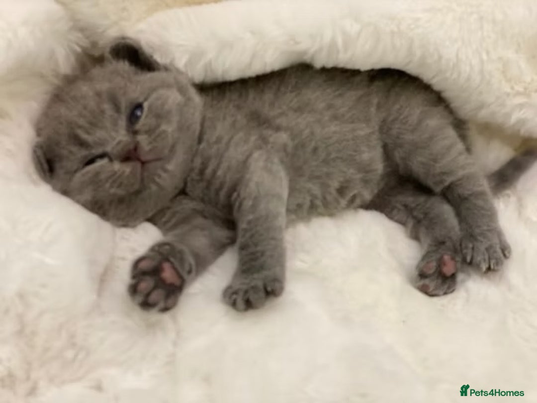 British Shorthair cats for sale: British shorthair kittens  - Advert 12
