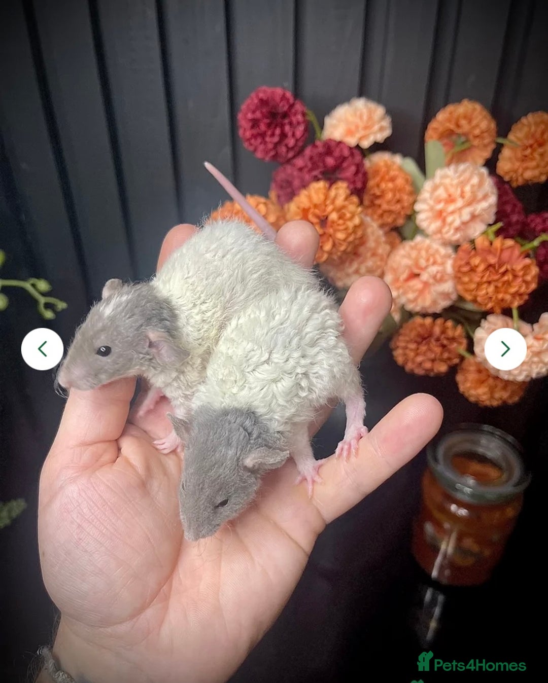 Rat rodents for sale: 🐭Dumbo Rex & Straight Coat Rats Available 🐭 - Image 2