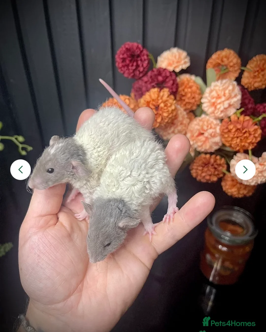 Rat rodents for sale: JAN 26’ UPDATE! 🐭Dumbo Rex & Straight Coat Rats🐭 - Advert 2