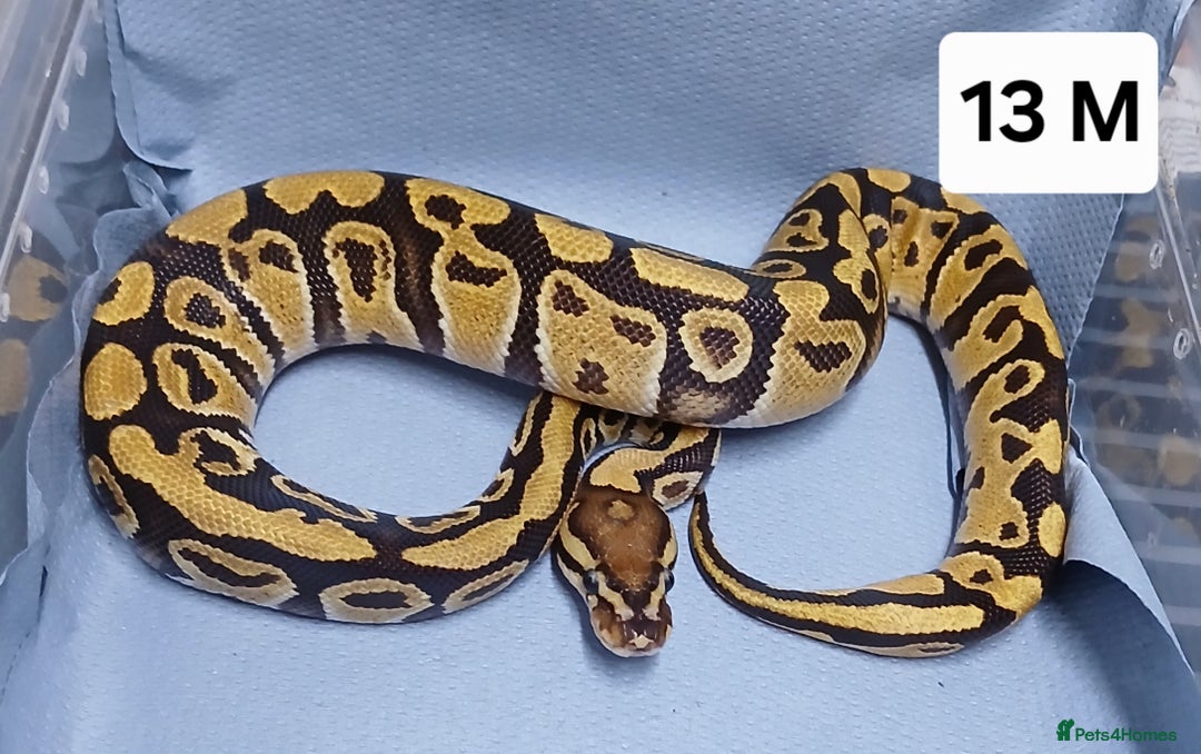 Python Snake reptiles for sale: Royal Python Morph Hatchlings  - Image 26