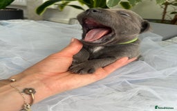Staffordshire Bull Terrier dogs for sale: 🔷 Pharaon Champion Line Pups 🔷 in Wolverhampton - Image 23