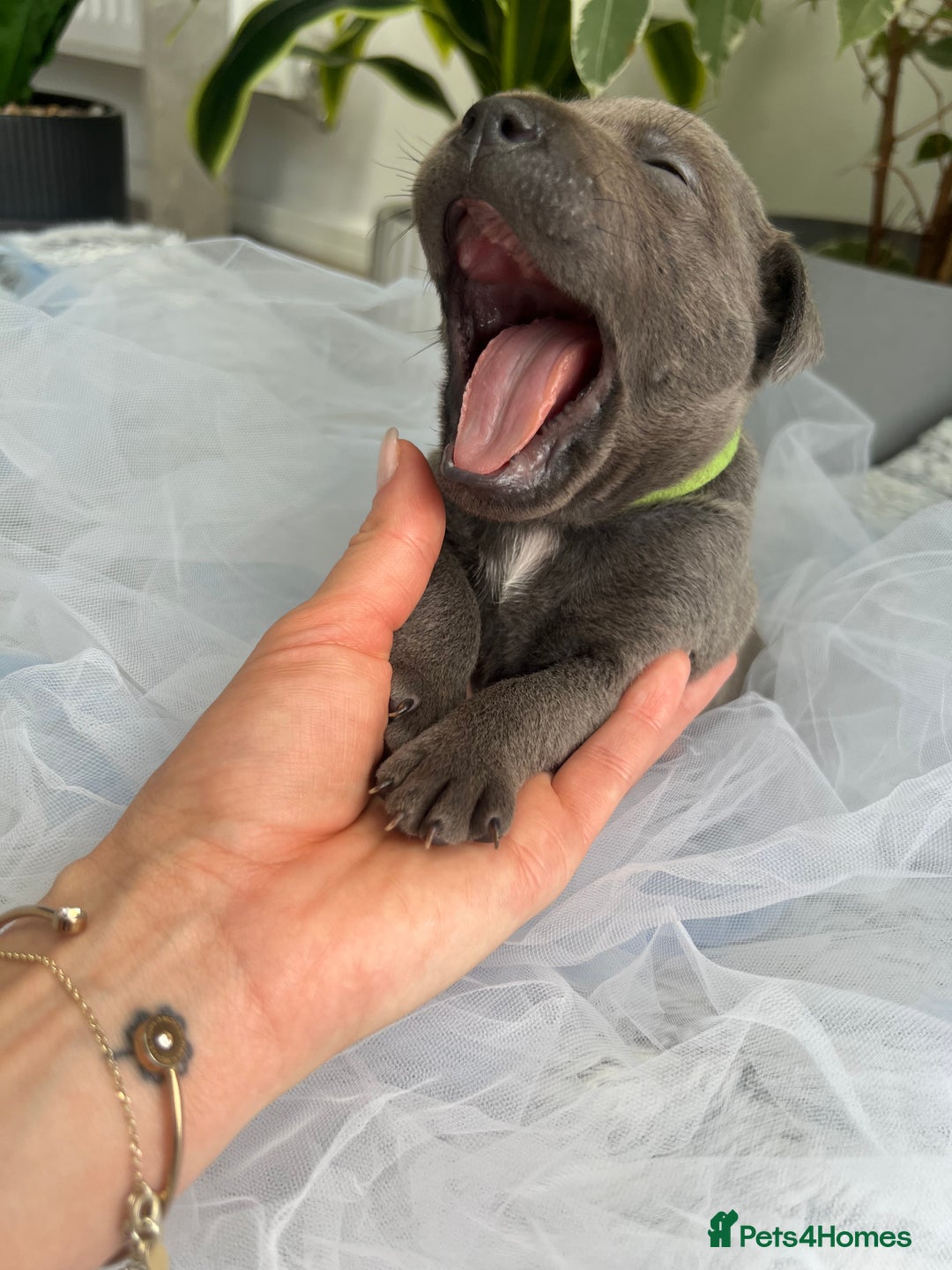 Staffordshire Bull Terrier dogs for sale: 🔷 Pharaon Champion Line Pups 🔷 in Wolverhampton - Image 23