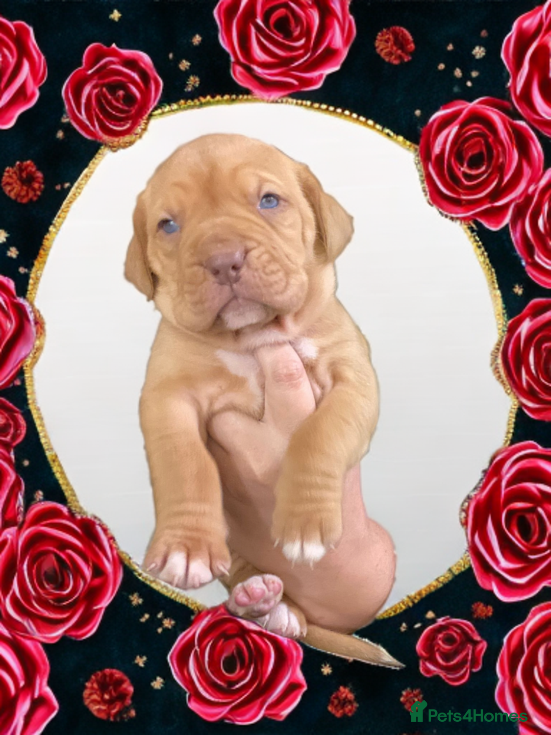Mixed Breed dogs for sale: Dogue de bordeaux x staff puppies  - Advert 27