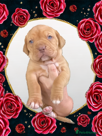 Mixed Breed dogs - Advert 1