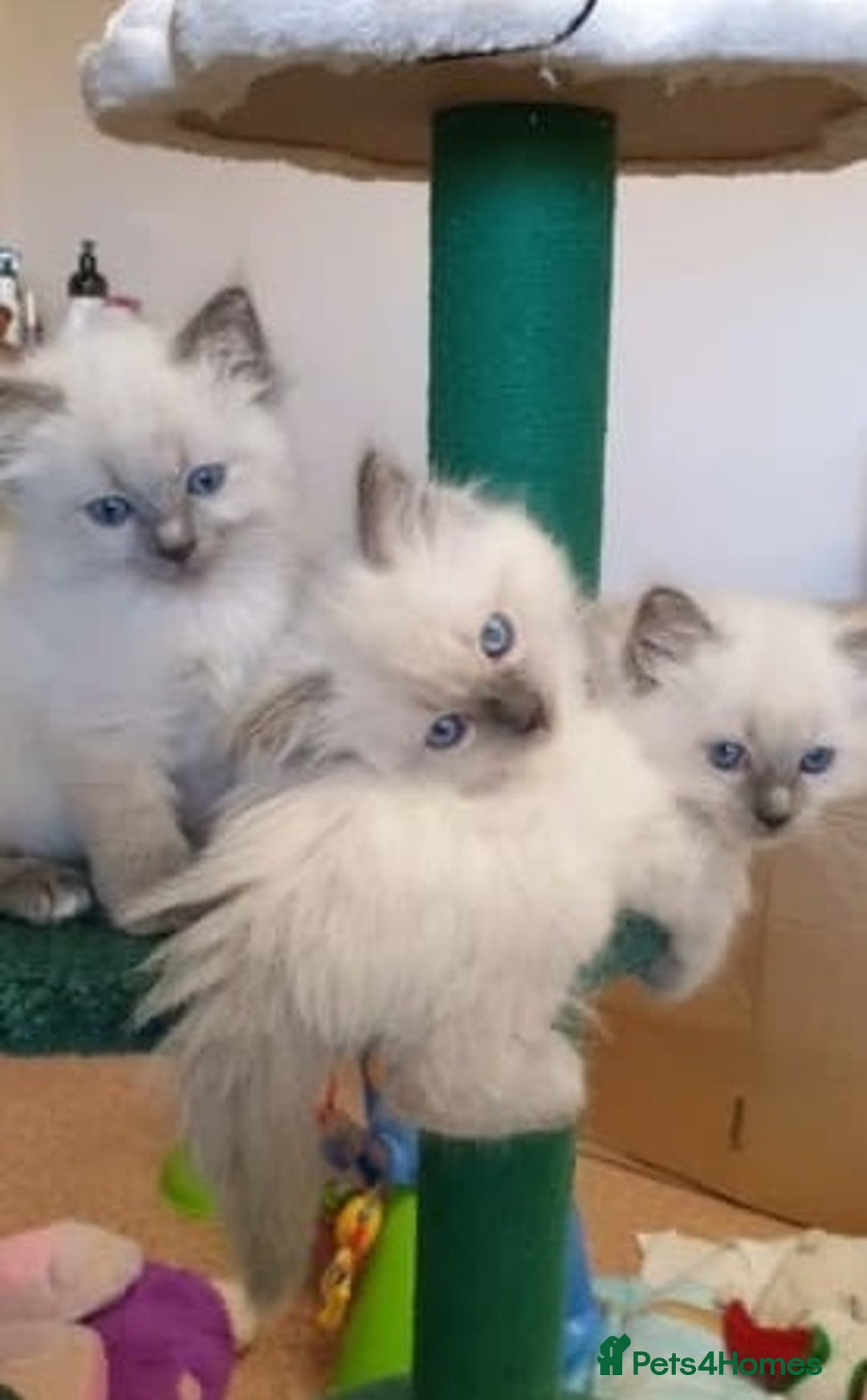 Ragdoll cats for sale: Adorable Fluffy Ragdoll Babies  Loving Homes! 🏡💖 - Advert 1